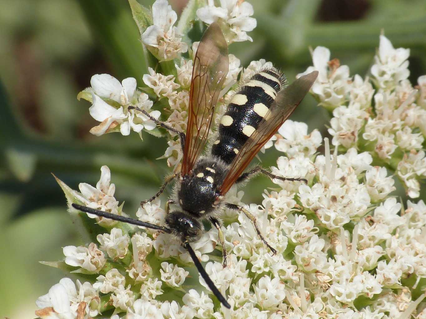 Maschio di Colpa sexmaculata